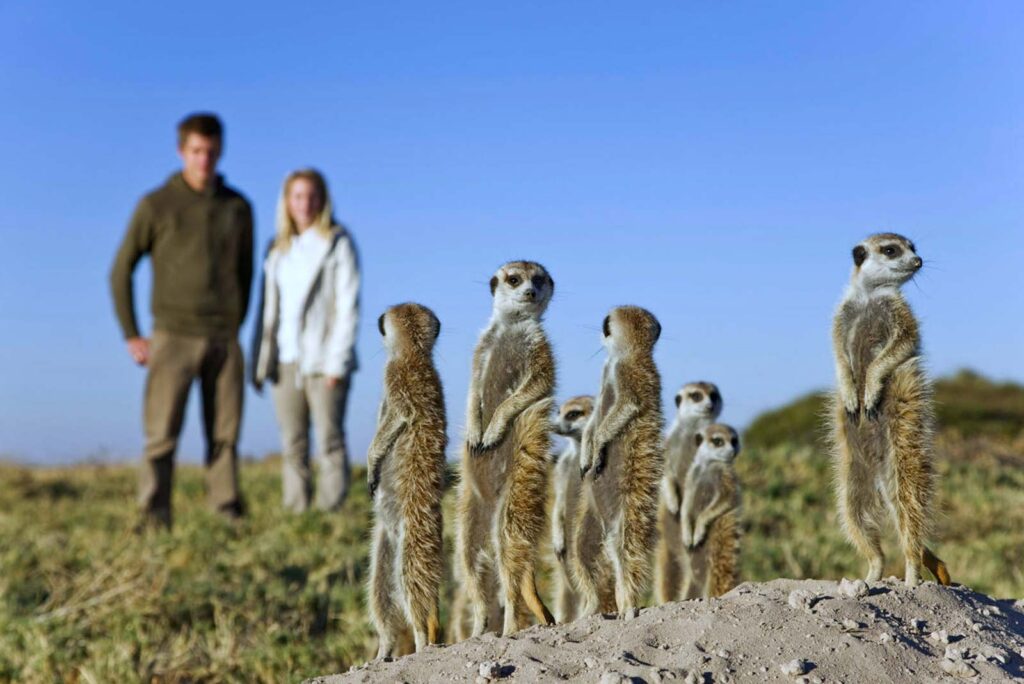 MeerkatRS027D