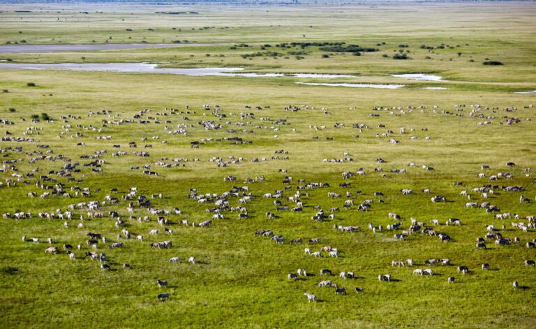 Destinations 11 Blue Zebra Safaris Maun