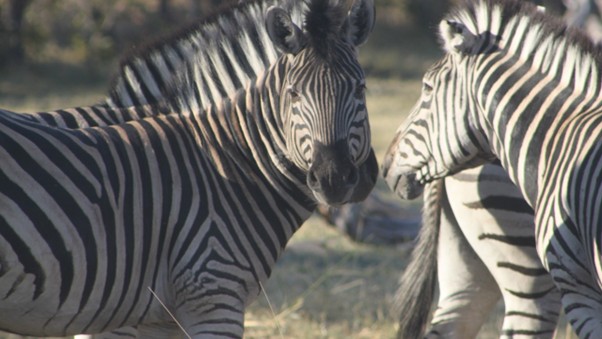 Demystifying the Great Migration