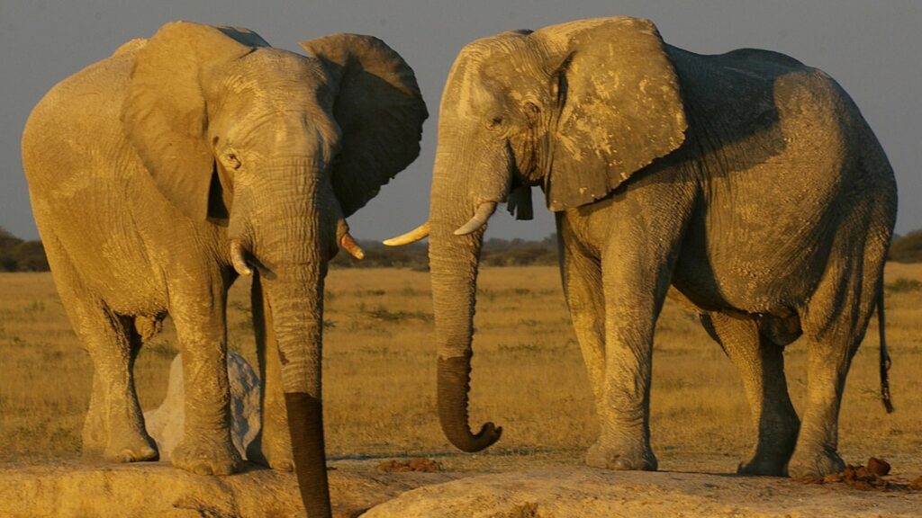 Blue Zebra Packages 4 Blue Zebra Safaris