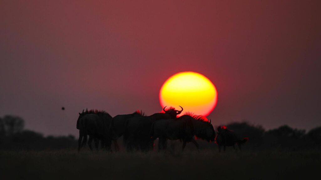 Blue Zebra Packages 5 Blue Zebra Safaris
