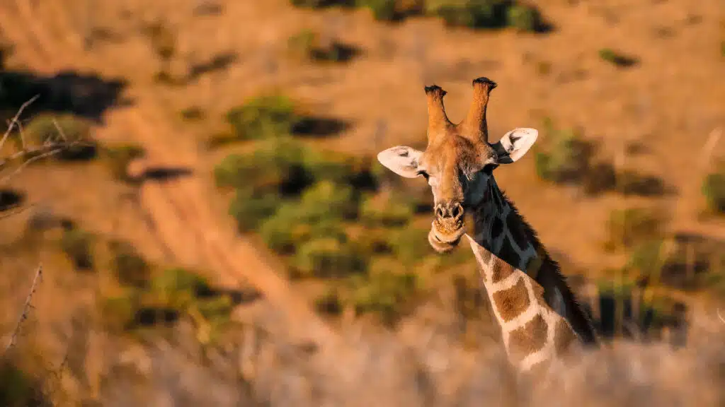 Blue Zebra Safaris Maun